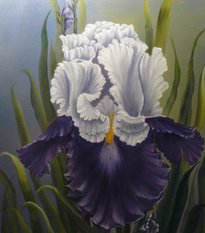 Magic Iris.  Olja, 50X60 cm.